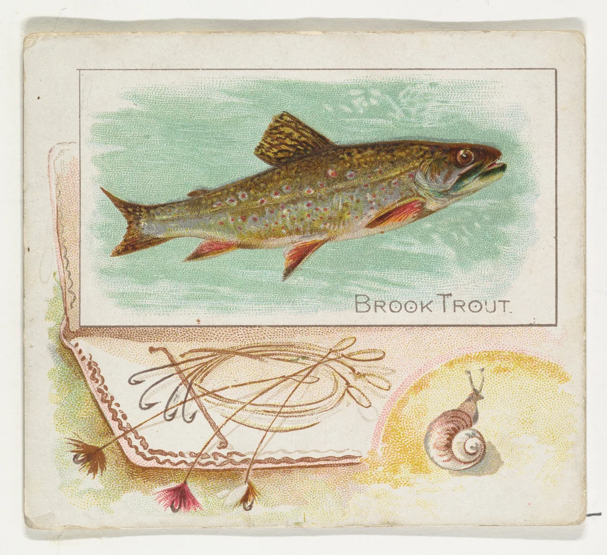 Brook Trout, from Fish from American Waters series (N39) for Allen & Ginter Cigarettes by Allen & Ginter, print, 1889