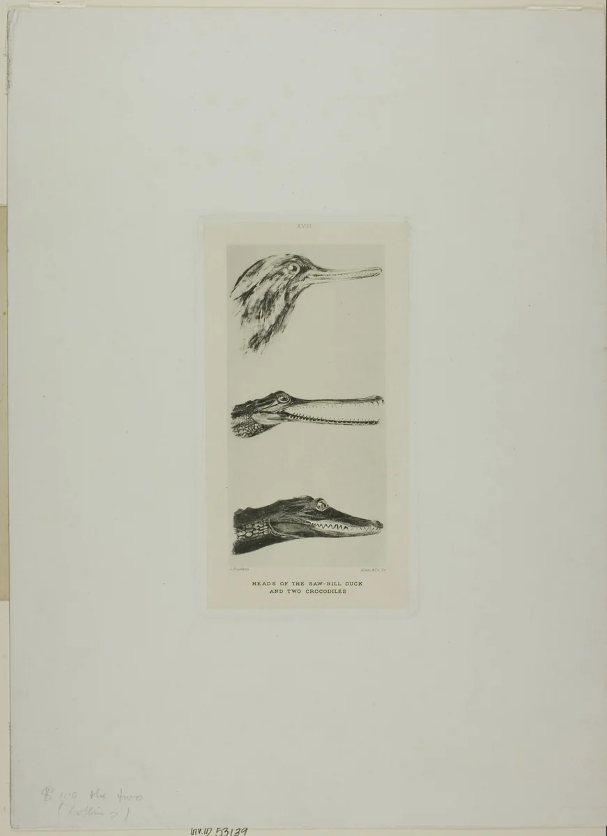 Heads of Saw-Bill Duck and Two Crocodiles by John Ruskin, print, 1839-1900