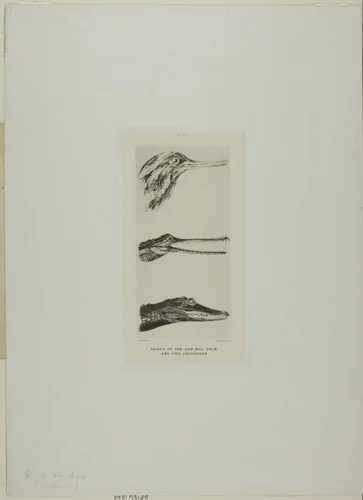 Heads of Saw-Bill Duck and Two Crocodiles by John Ruskin, print, 1839-1900