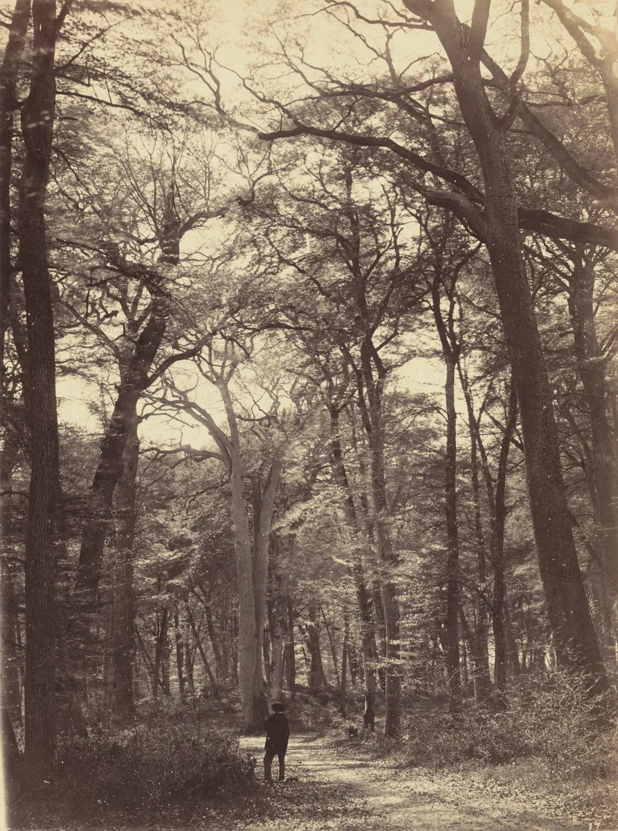 Forest Scene by Constant Alexandre Famin, photograph, 1860-1870