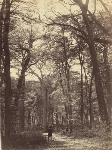 Forest Scene by Constant Alexandre Famin, photograph, 1860-1870