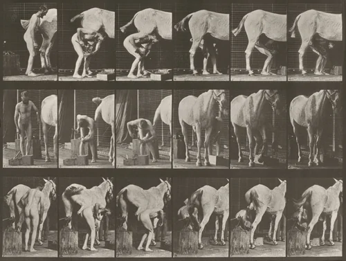 Plate Number 509. Shoeing a horse by Eadweard Muybridge, photograph, 1887