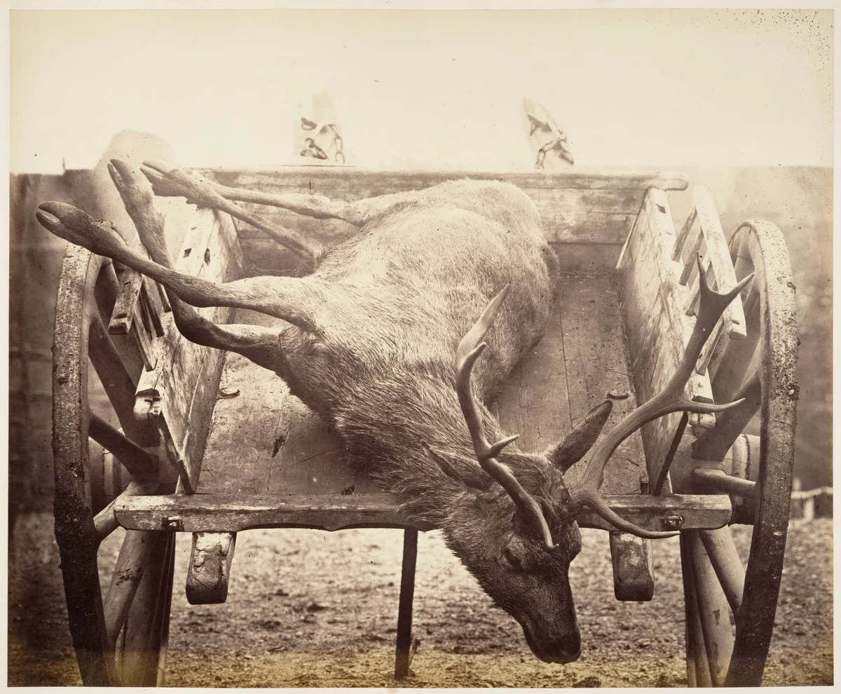 [Stag in Cart] by Horatio Ross, photograph, 1856-1860