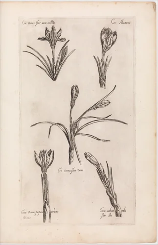 Le Jardin du Roy tres Chrestien Henry IV roy de France et de Navare by Pierre Vallet, book, 1608