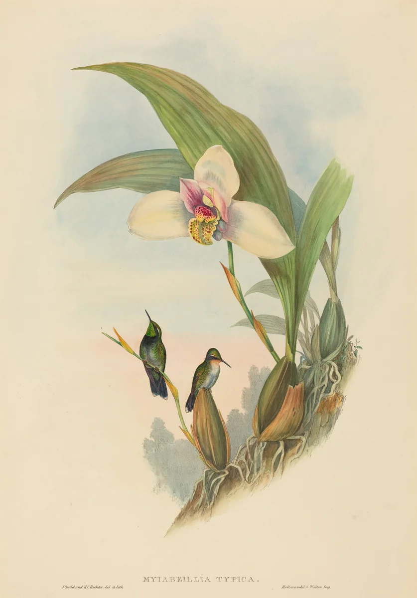 Myiabeillia typica (Abeille's Hummingbird) by John Gould, print, 1804-1881