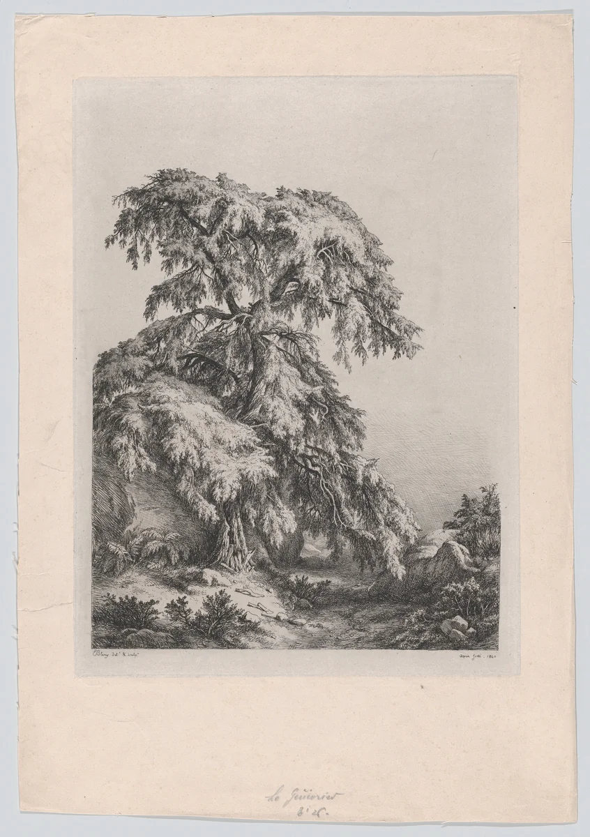 The Juniper Tree, Fontainbleu by Eugène Bléry, print, 1840