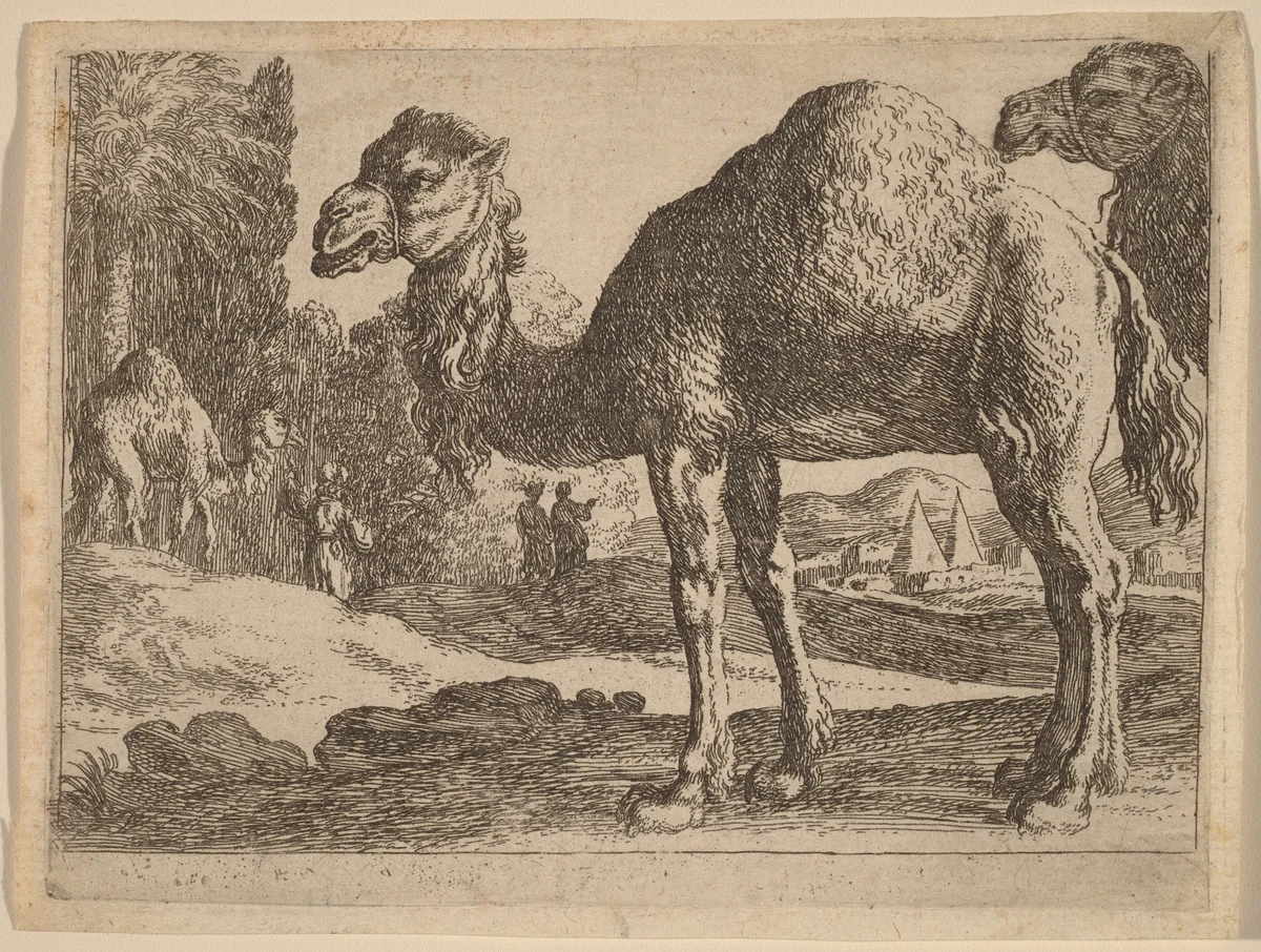 Camels by Herman van Swanevelt, print, 1600-1655