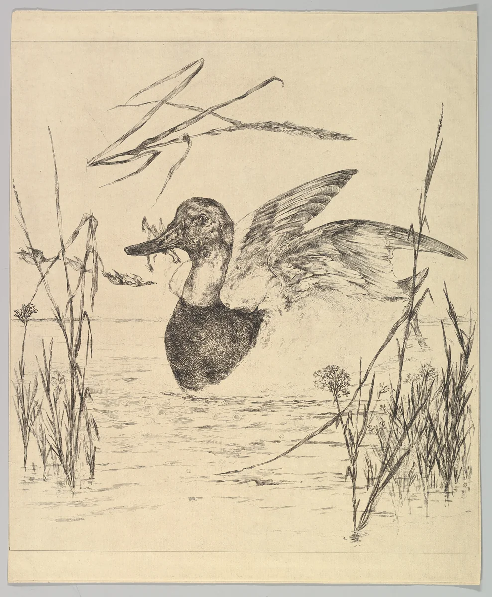 Duck by Félix Bracquemond, print, 1850-1914
