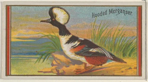 Hooded Merganser, from the Game Birds series (N13) for Allen & Ginter Cigarettes Brands by Allen & Ginter, print, 1889