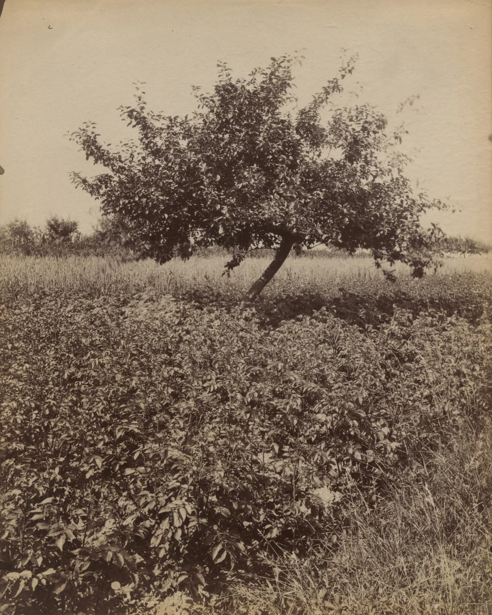 Antony--champs by Eugène Atget, photograph, 1900