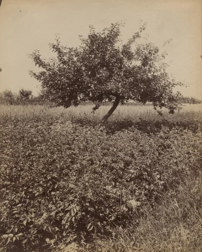 Antony--champs by Eugène Atget, photograph, 1900