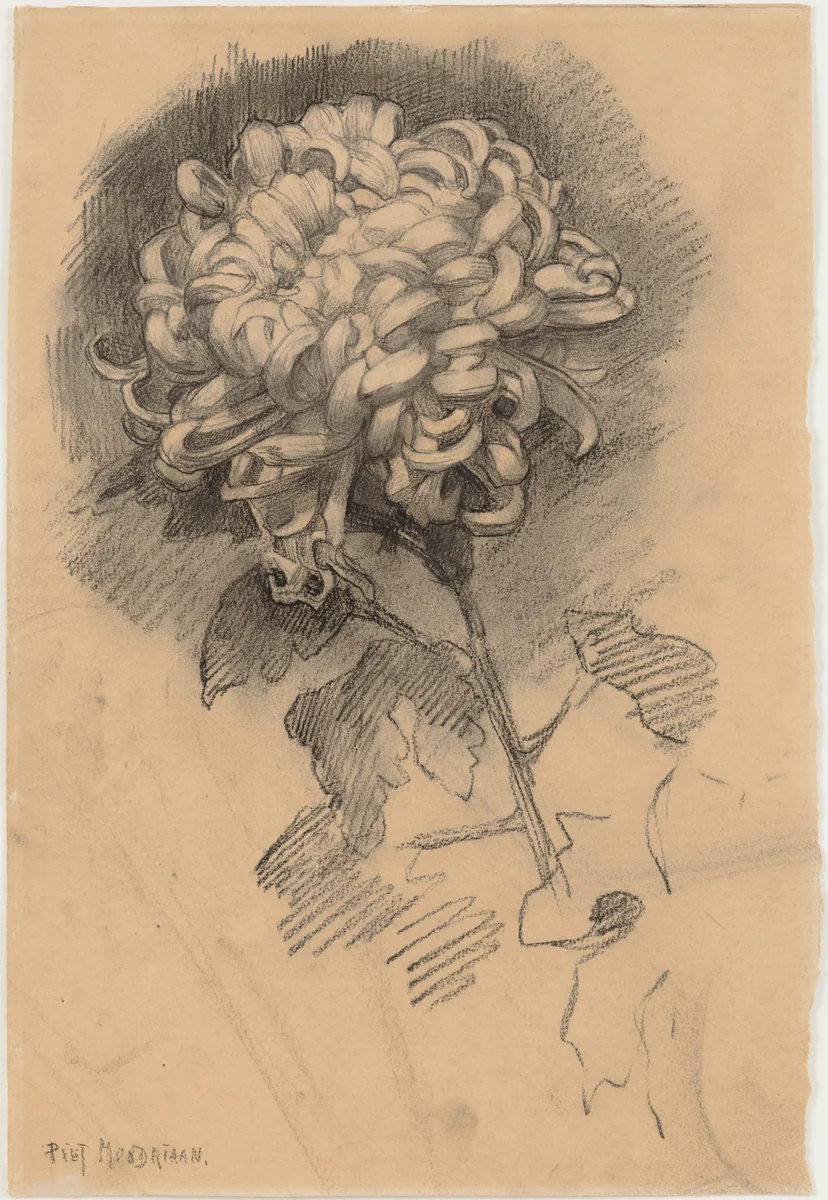 Chrysanthemum (recto) and Head in Profile (verso) by Piet Mondrian, drawing, 1906