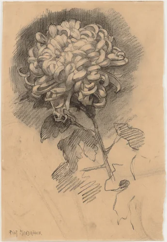 Chrysanthemum (recto) and Head in Profile (verso) by Piet Mondrian, drawing, 1906