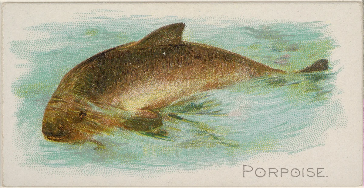 Porpoise, from the Fish from American Waters series (N8) for Allen & Ginter Cigarettes Brands by Allen & Ginter, print, 1889
