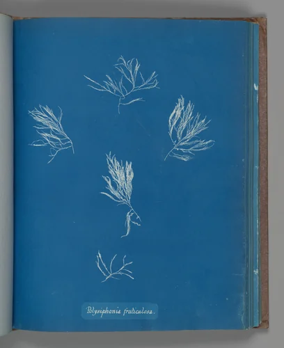 Polysiphonia fruticulosa by Anna Atkins, photograph, 1851-1855