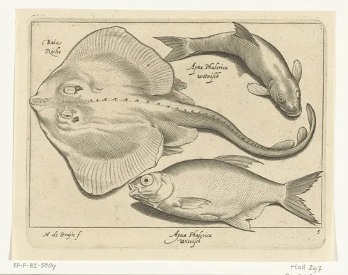 Rog, brasem en witvis by Unknown, print, 1581-1656