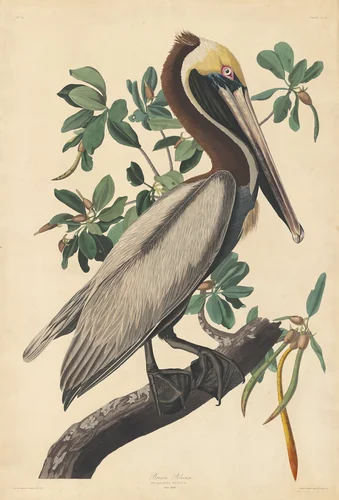 Brown Pelican by Robert Havell, Jr.; John James Audubon, print, 1835