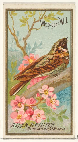 Whip-poor-Will, from the Birds of America series (N4) for Allen & Ginter Cigarettes Brands by Allen & Ginter, print, 1888