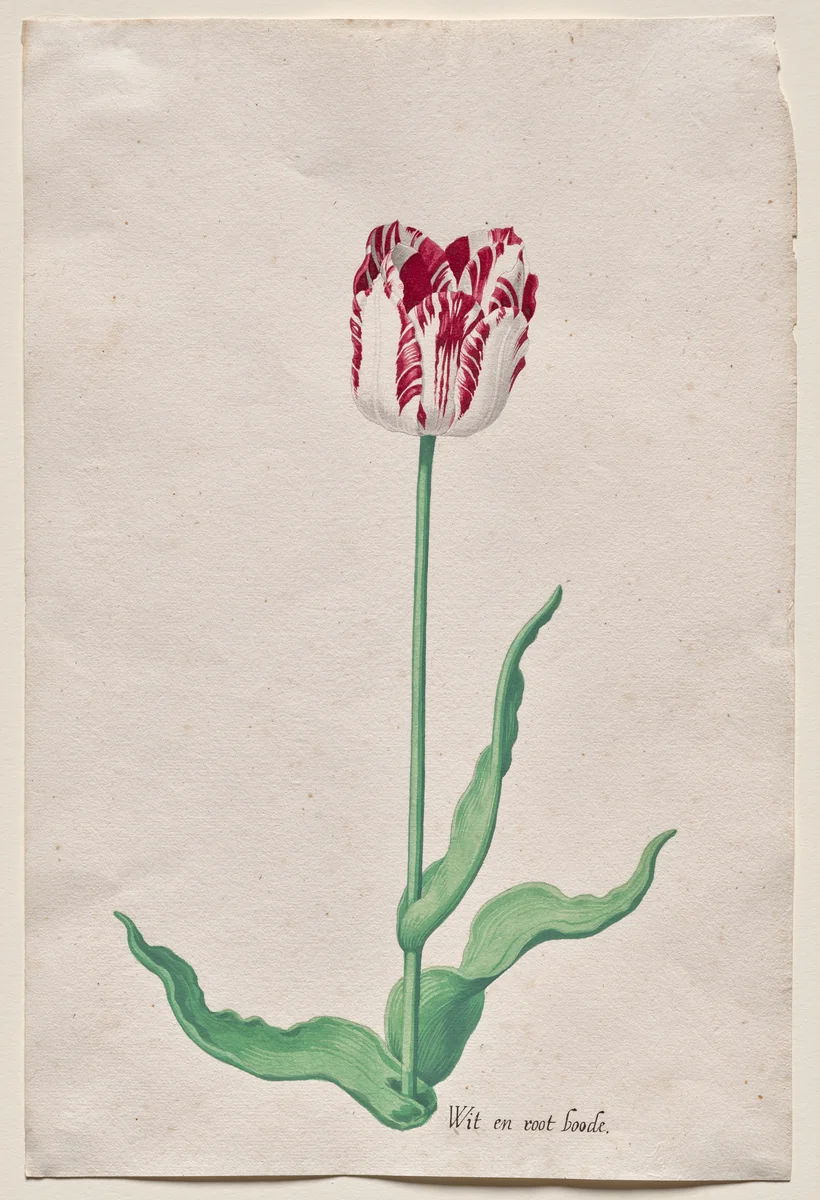 Study of a Tulip (Wit en root boode) by Pieter Holsteyn, drawing, 1640-1650