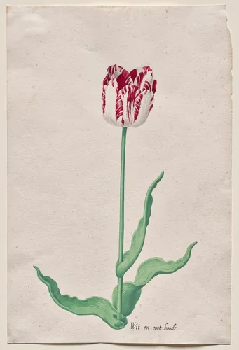 Study of a Tulip (Wit en root boode) by Pieter Holsteyn, drawing, 1640-1650