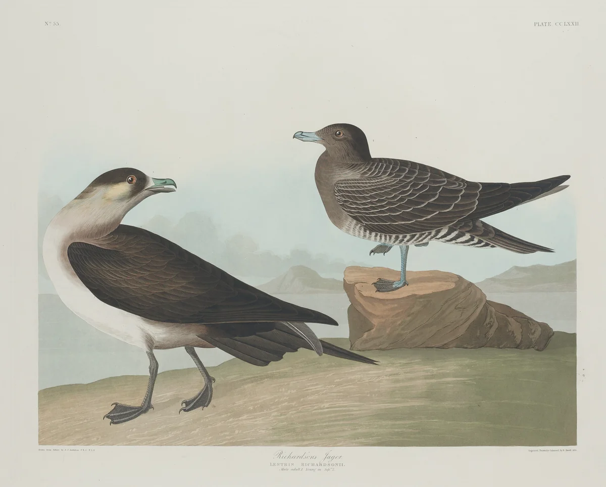 Richardson's Jager by Robert Havell, Jr.; John James Audubon, print, 1835