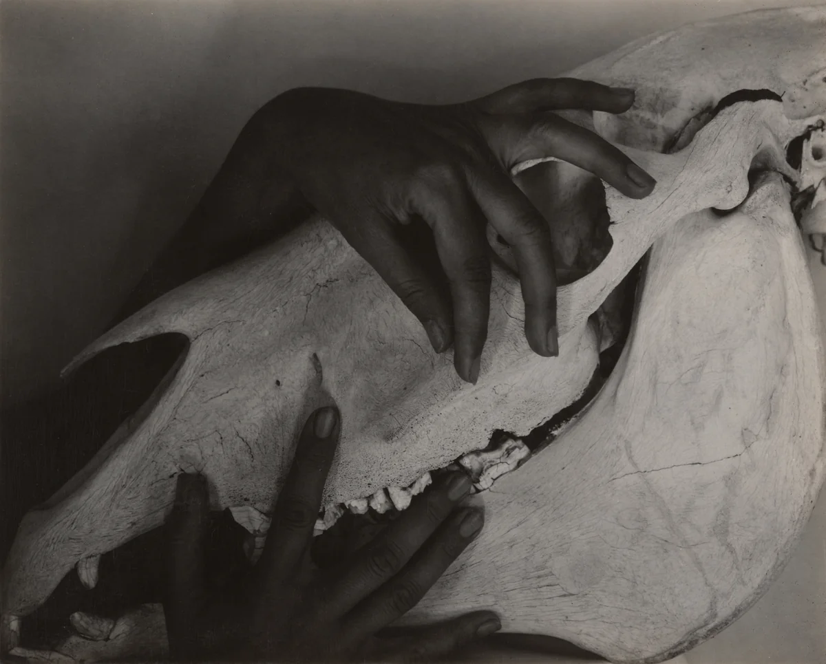 Georgia O'Keeffe - Hands and Horse Skull by Alfred Stieglitz, photograph, 1931