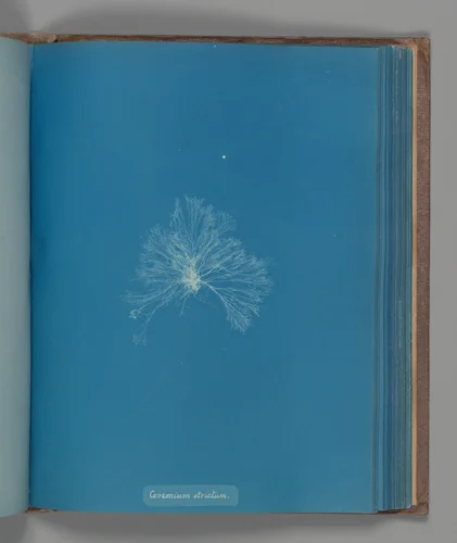 Ceramium strictum by Anna Atkins, photograph, 1851-1855