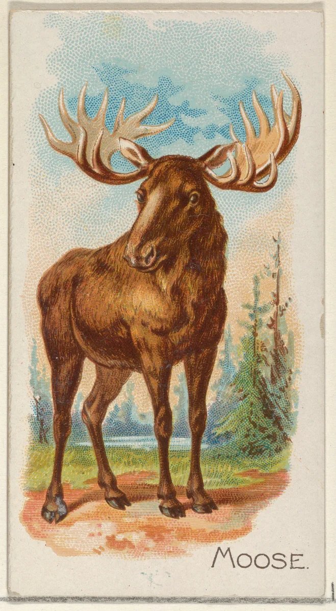 Moose, from the Quadrupeds series (N21) for Allen & Ginter Cigarettes by Allen & Ginter, print, 1890