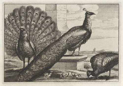 Drie pauwen by anonymous, print, 1654-1712