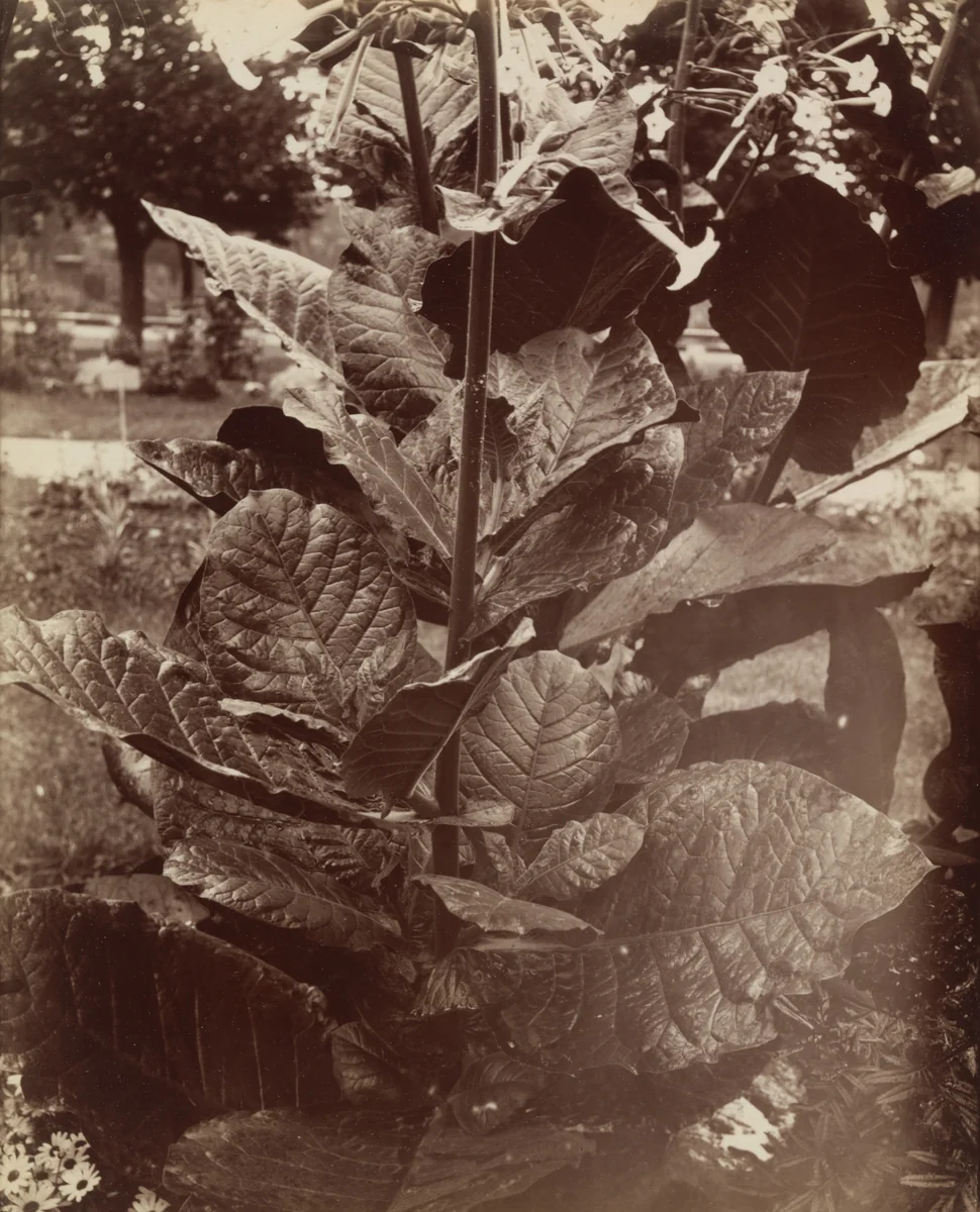 Tabac by Eugène Atget, photograph, 1922