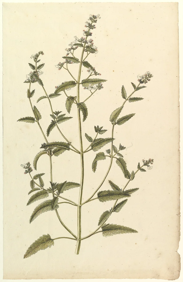 Botanical Study with a Species of the Nettle Family (genus Urtica) by anonymous, drawing, 1820