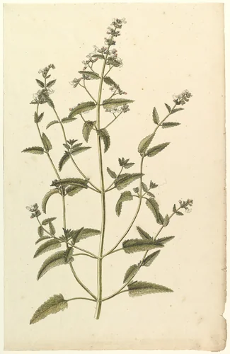 Botanical Study with a Species of the Nettle Family (genus Urtica) by anonymous, drawing, 1820