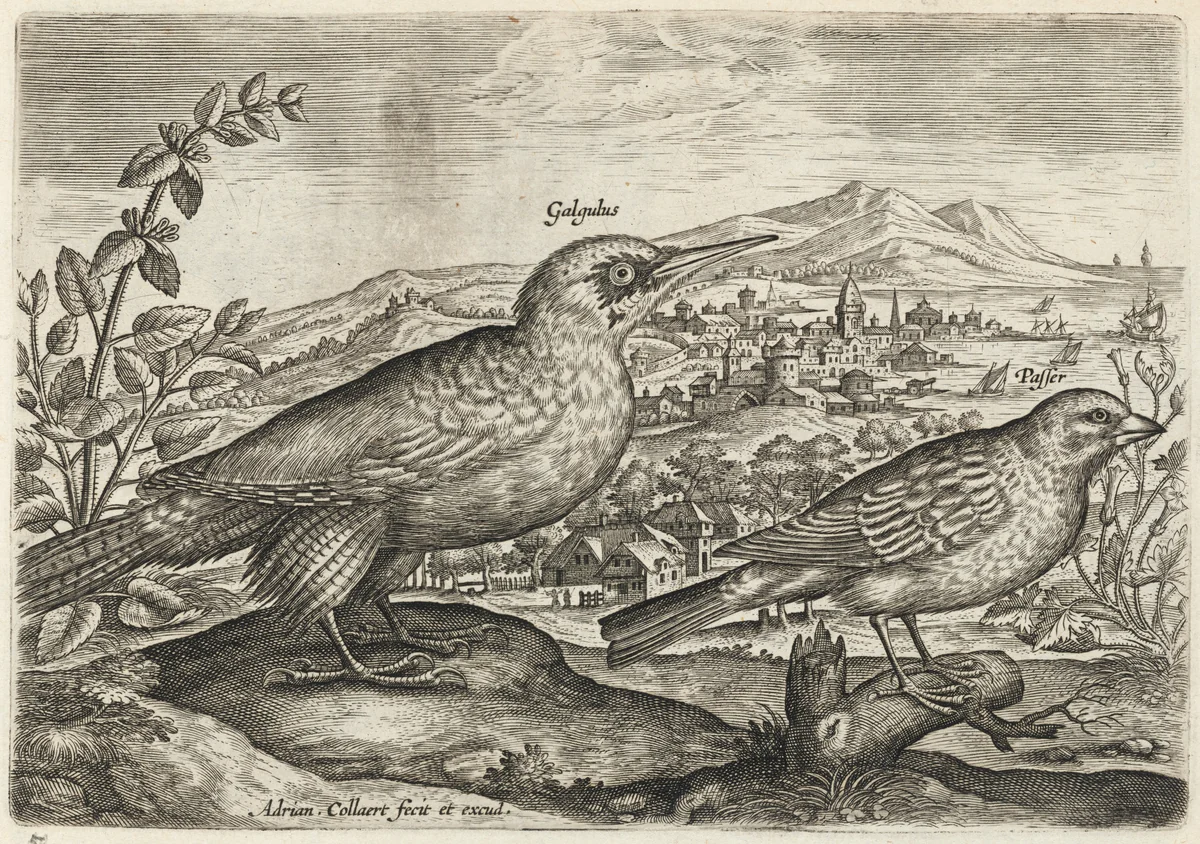 Woodpecker and Bunting by Adriaen Collaert, print, 1595-1605