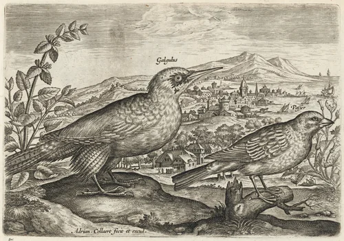 Woodpecker and Bunting by Adriaen Collaert, print, 1595-1605