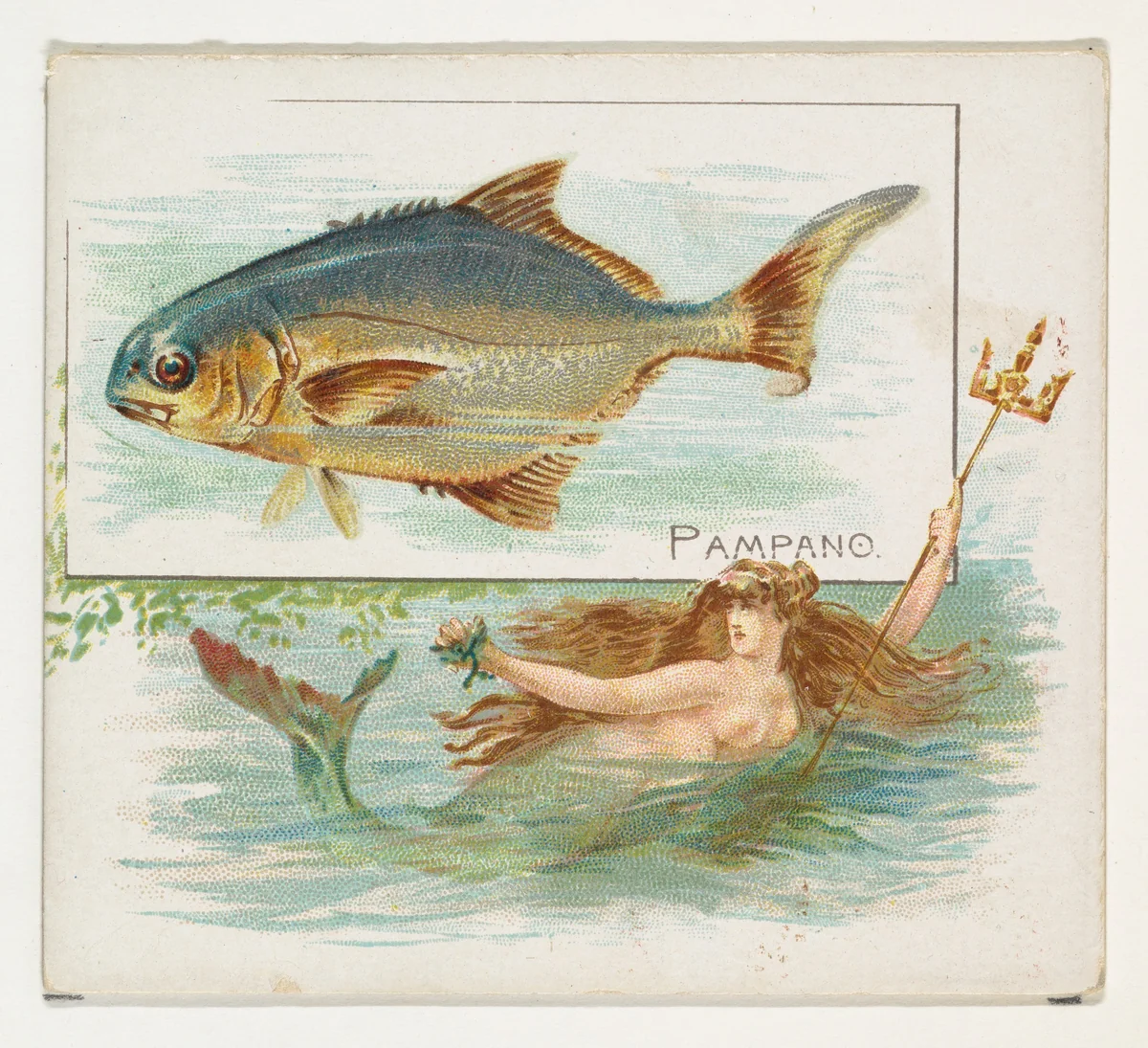 Pampano, from Fish from American Waters series (N39) for Allen & Ginter Cigarettes by Allen & Ginter, print, 1889