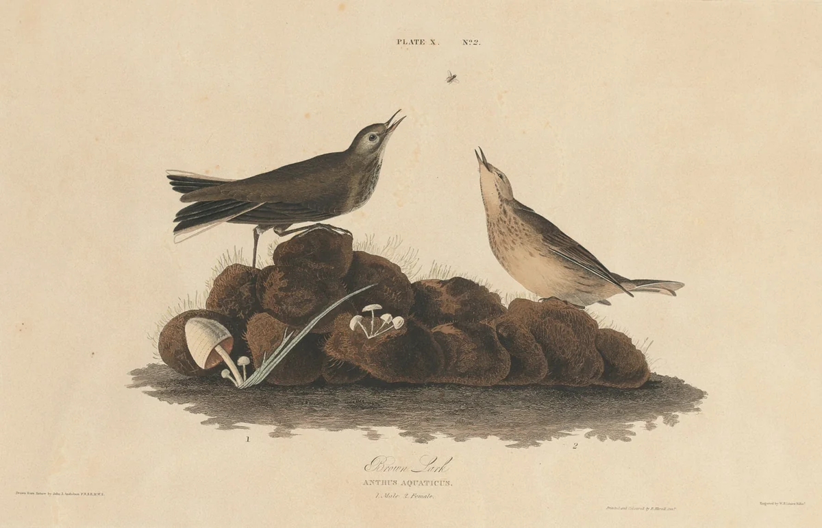 Brown Lark by William Home Lizars
John James Audubon, print, 1827-1830