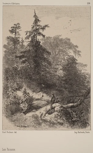 Les Faisans by Karl Bodmer, print, 1809-1893
