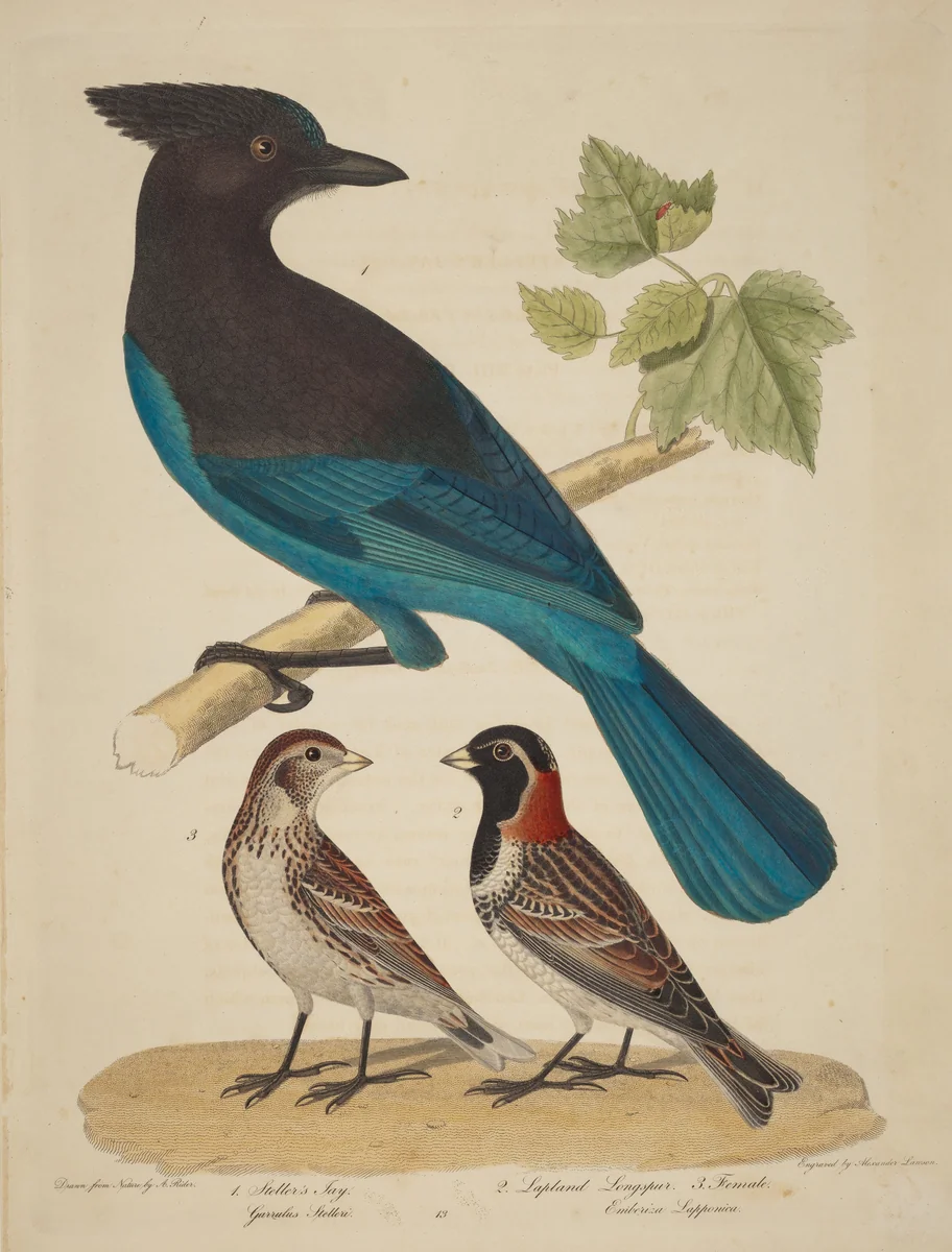 Stellar's Jay, Lapland Longspur and Female by Alexander Lawson, print, 1773-1846