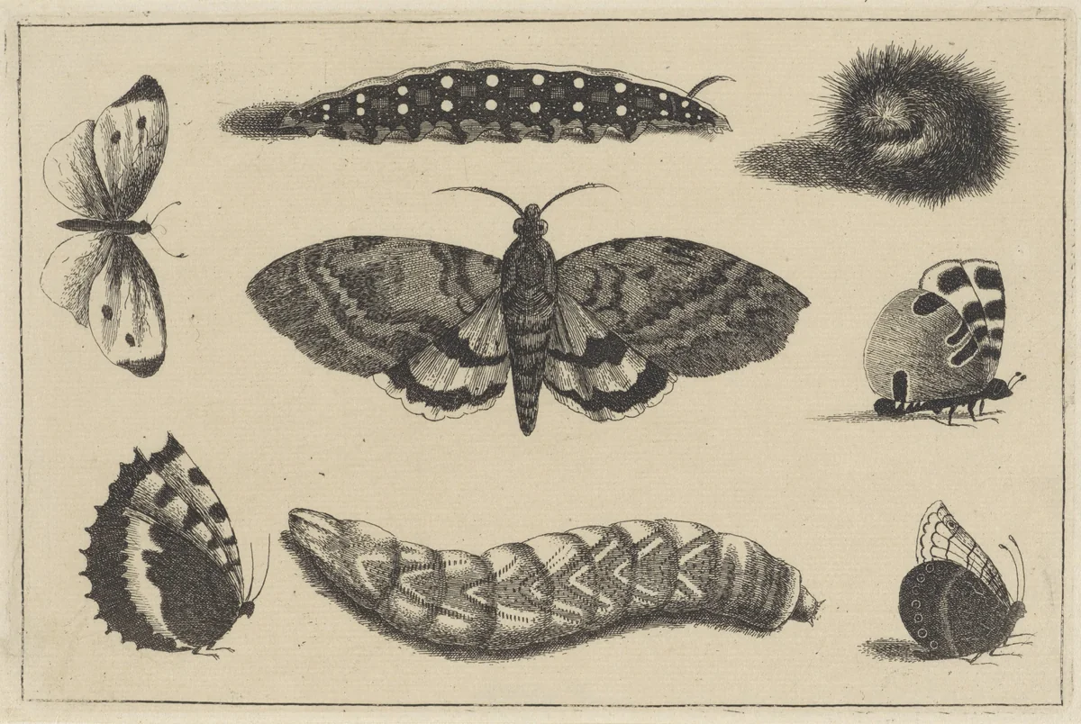 Drie rupsen, een mot en vier vlinders by Wenceslaus Hollar, print, 1644-1652