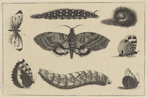 Drie rupsen, een mot en vier vlinders by Wenceslaus Hollar, print, 1644-1652
