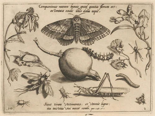 Archetypa studiaque patris Georgii Hoefnagelii [Part 2, Plate 10] by Jacob Hoefnagel; Joris Hoefnagel, print, 1592