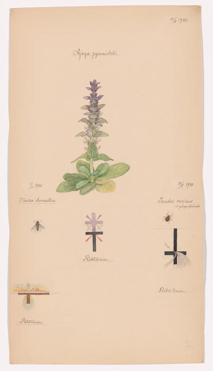 Ajuga pyramidalis (Pyramidal Bugle), Ixodes ricinus (Castor Bean Tick), Musca sp. (Fly). Sheet 38 from the portfolio Nature Studies by Hilma af Klint, drawing, 1920