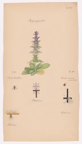 Ajuga pyramidalis (Pyramidal Bugle), Ixodes ricinus (Castor Bean Tick), Musca sp. (Fly). Sheet 38 from the portfolio Nature Studies by Hilma af Klint, drawing, 1920