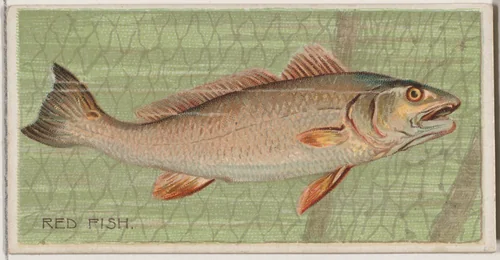 Red Fish, from the series Fishers and Fish (N74) for Duke brand cigarettes by Knapp & Company, print, 1888