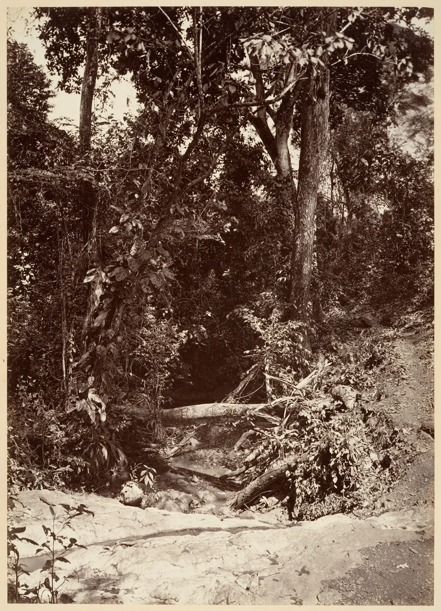 Tropical Scenery, The Brook El Bano, Chipigana by John Moran, photograph, 1871