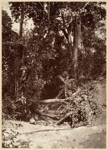 Tropical Scenery, The Brook El Bano, Chipigana by John Moran, photograph, 1871