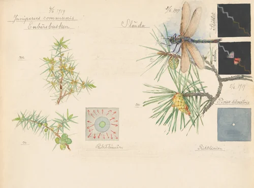 Motacilla alba (White Wagtail), Juniperus communis (Common Juniper), Pinus sylvestris (Scots Pine), Somatochlora sp. (Striped Emeralds). Sheet 10 from the portfolio Nature Studies by Hilma af Klint, drawing, 1919