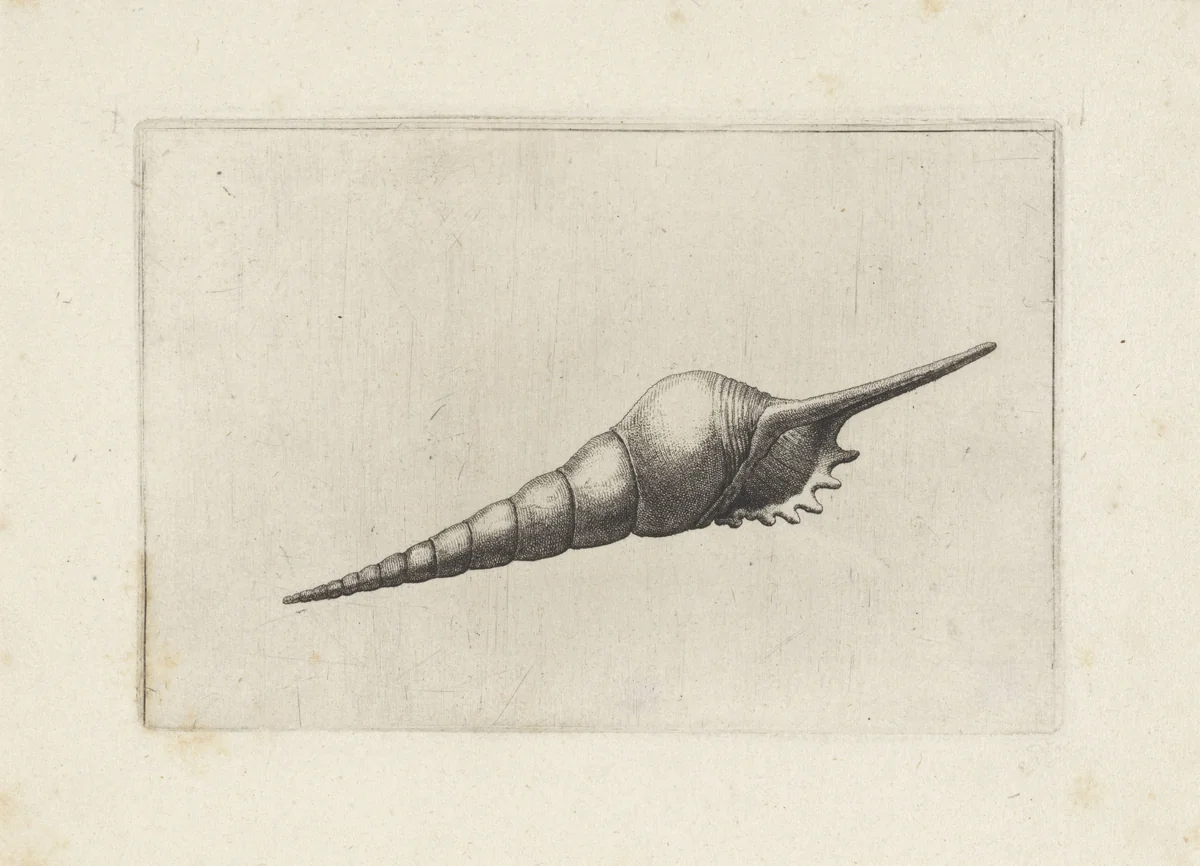 Schelp, tibia fusus melanocheilus by Wenceslaus Hollar, print, 1644-1652