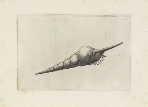 Schelp, tibia fusus melanocheilus by Wenceslaus Hollar, print, 1644-1652