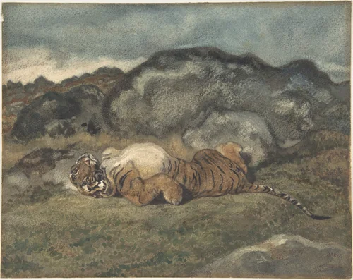 Tiger Rolling on Its Back by Antoine-Louis Barye, drawing, 1810-1875